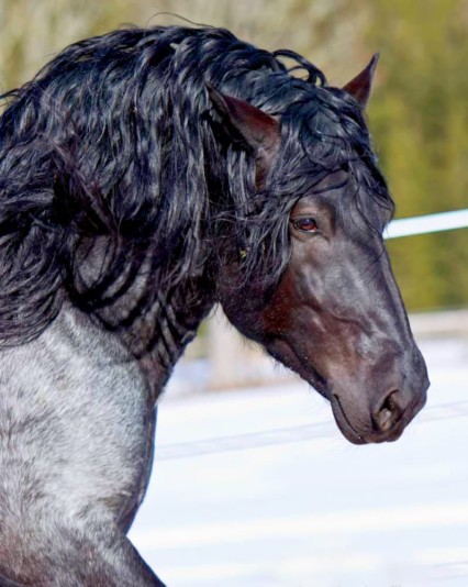 Pferdezucht - Haflinger, Norika, Lippizaner