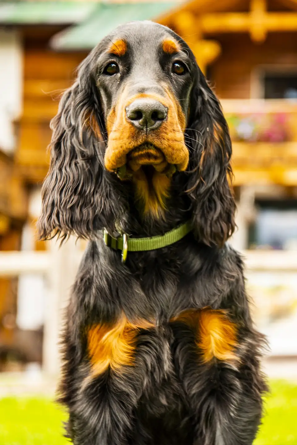 Hunde willkommen
