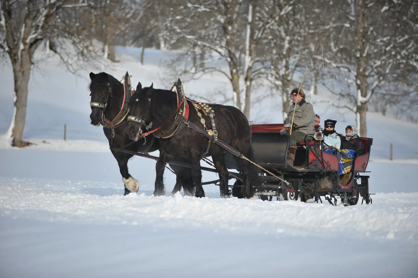 Romantische Pferdeschlittenfahrt in Ramsau am Dachstein